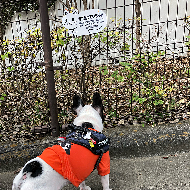 猫で困っています‼︎ の看板の向こうにニャンコが😅
