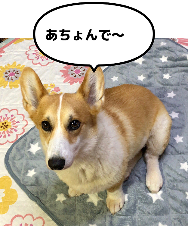 昨日の夜、ふと気がついたらこんな目で見つめられてました😍
可愛いねぇ😍