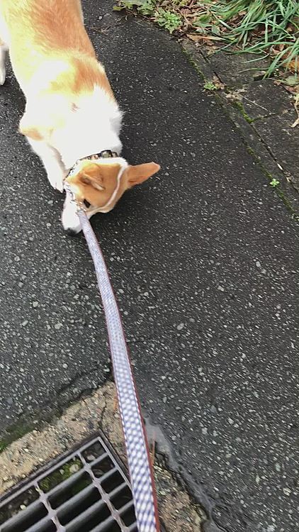 朝散歩でミミズの死骸発見！
一瞬でゴロリンされた😱😱😱
や〜め〜て〜💦💦💦
近所のおばちゃんにその後撫でられたけど、さっきゴロリンしたのは内緒にしときました🌀💦