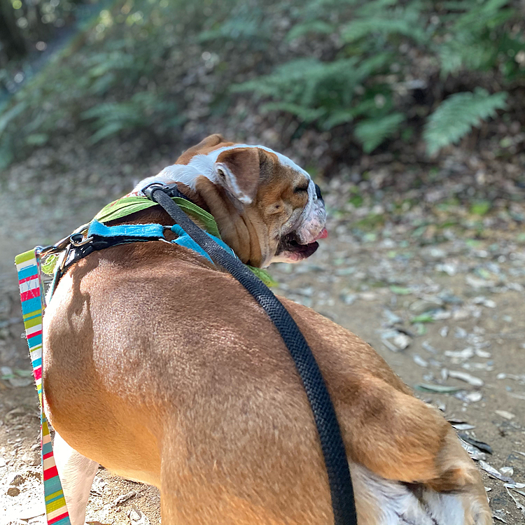 こんにちは😃
ムサシくんは今日も山に登ってきました⛰
（本日は２時間の9km）
全ての人に挨拶をして撫でてもらい、とっても充実した日でした😃