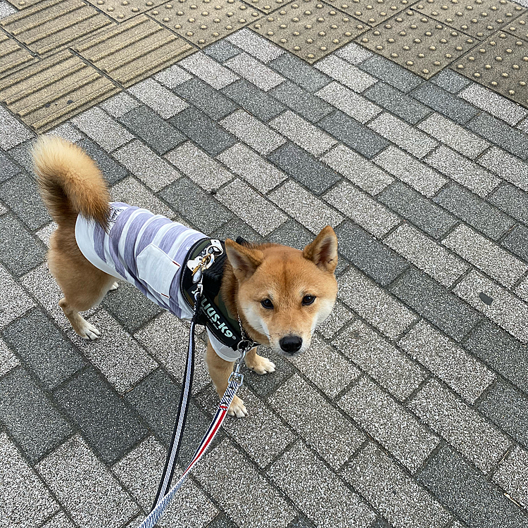 2020,11,06　
１時間半のロング海散歩してきました😊🐾
