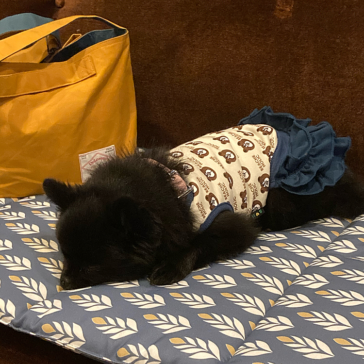 ほぼ1日出回ってたので疲れてガン寝
( ˘ω˘ ) ｽﾔｧ…