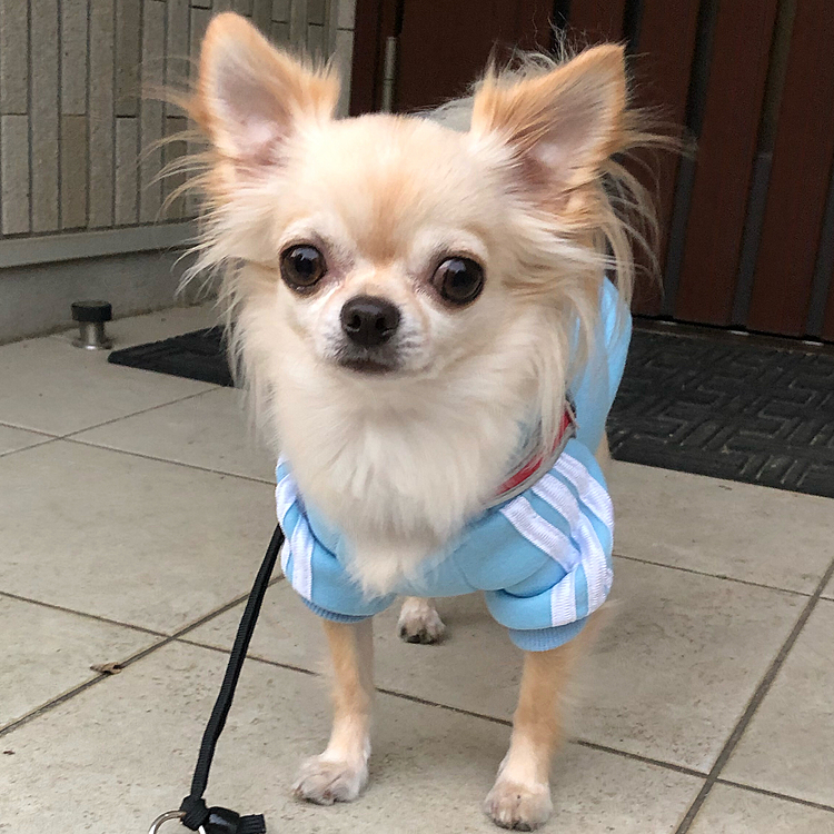 こんばんは⭐️
午後のお散歩に行くところです🐶😊