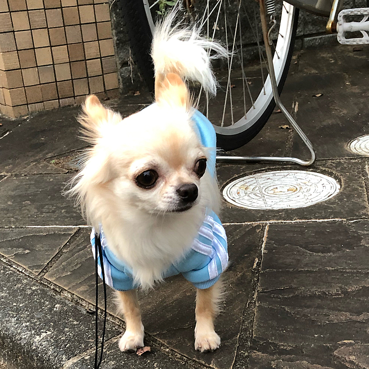 公園でたくさんの小学生が遊んでいたので気になってます😊ビビりちゃんは怖いけど行ってみたいなぁと思っているようです😅
