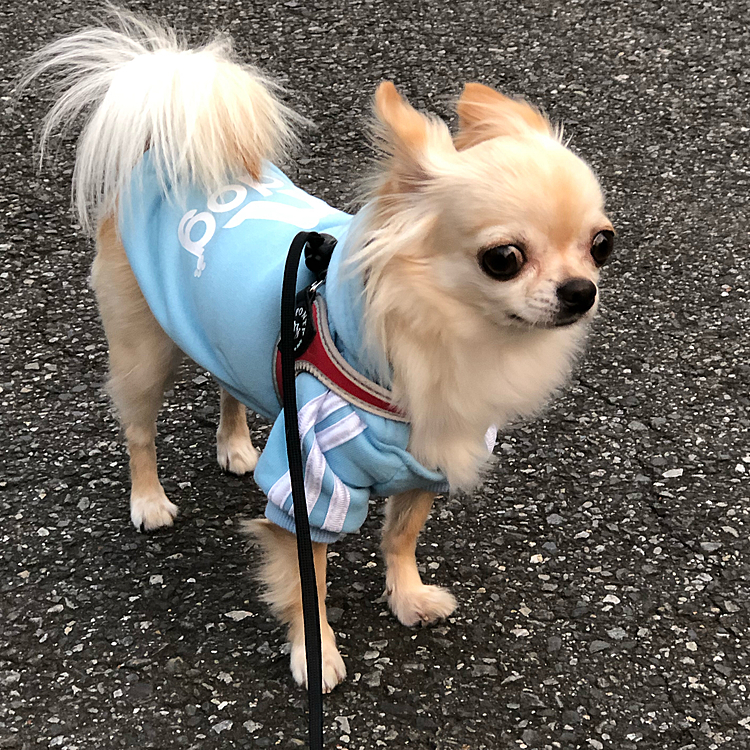 家の前を自転車🚲に乗った子が通ったのでじーっと見てます😅