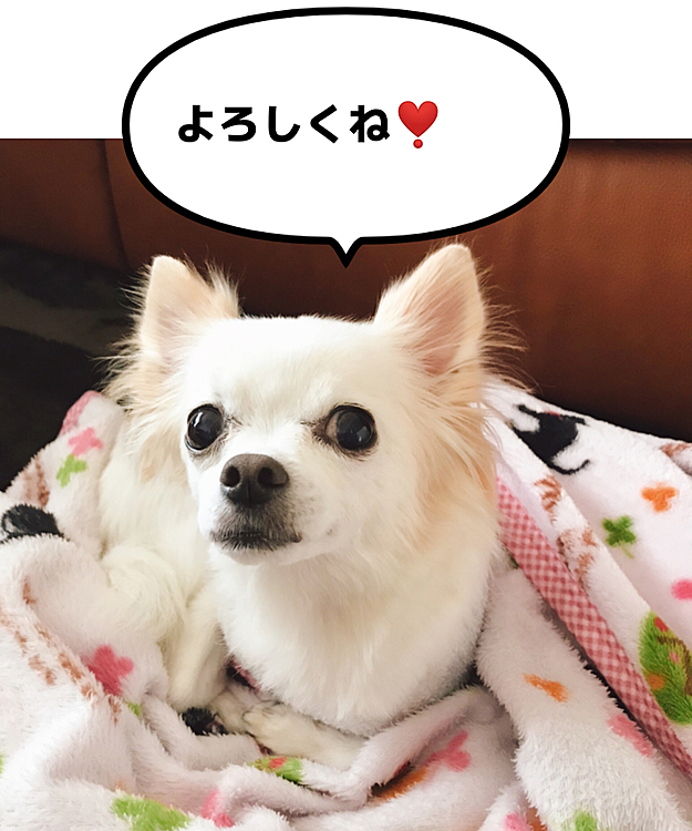 ぷりんの投稿