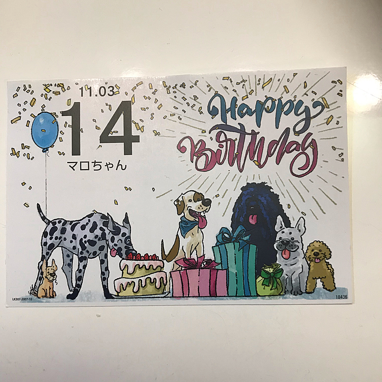 こんばんは🌇
毎日バタバタしててなかなか投稿出来ずにいました💦
そして、又マロの誕生日を忘れた😅
マロ、14歳になりました❣️