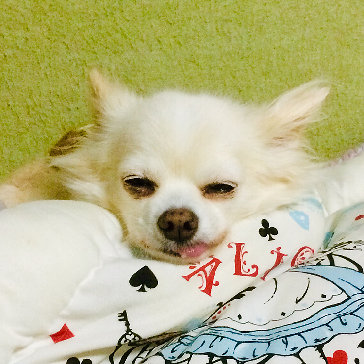 おやすみなさい😴⭐🌙
みんないい夢みてね♪

舌チョロサラより🐶