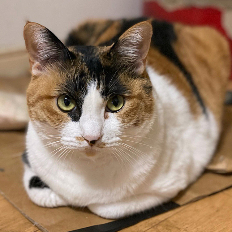 ドアップ
