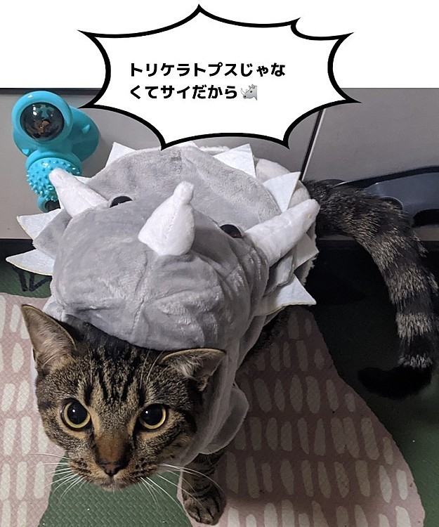 俺ねこなんだけど🙀
