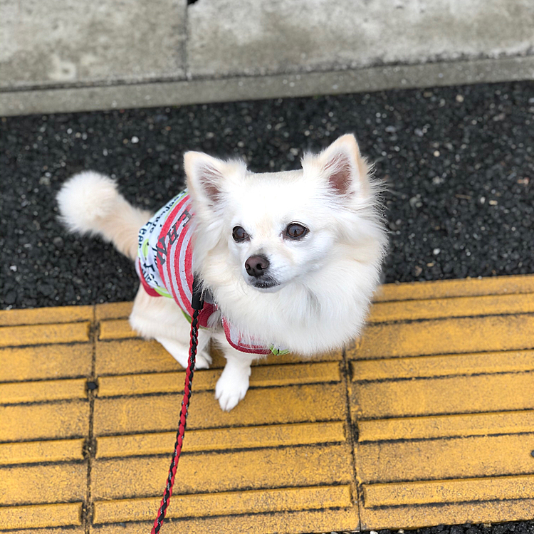 おはようございます☁️
雨は止んでたので、小雪とお散歩へGO💨