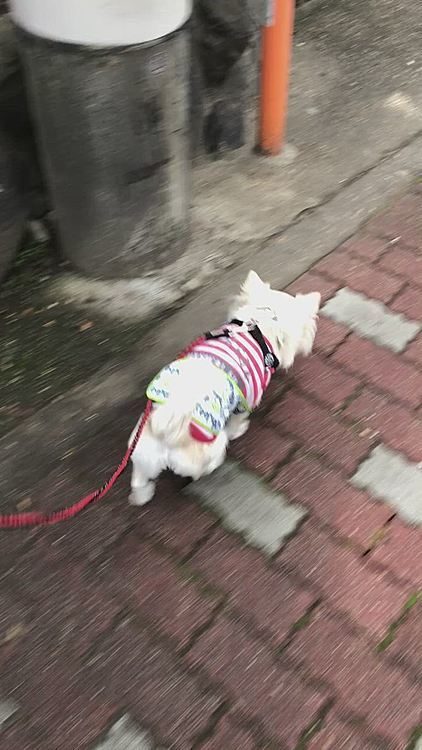 いつもとは違う道をズンズン歩いてきました🐾👣
またには別の道も楽しいよね〜✨