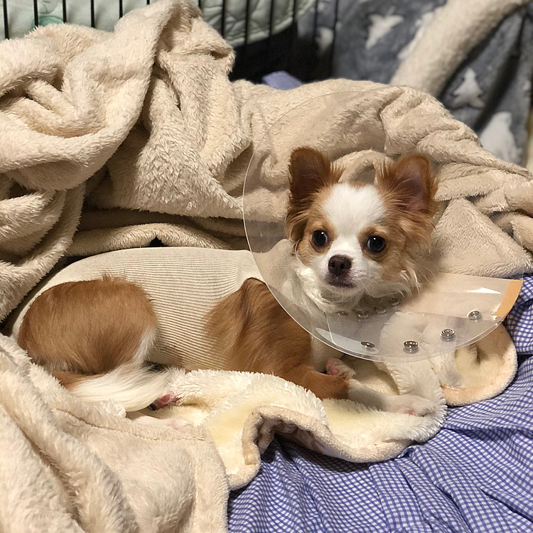 小春は昨日、日帰りで避妊手術をしてきました🐶
小さな体で、よく頑張ってくれました💕
無事に帰ってこれてよかった〜😭
小春、偉かったね☺️

先生の説明では…
乳歯1本あったので抜歯🦷
片側の永久歯が1本足りないそうです💦
思いっきり横向きに生えてる永久歯は残しても炎症を起こして痛いだけで役に立たないので抜歯🦷
歯が少なくても食べるのには影響ないから大丈夫とのこと👍😊