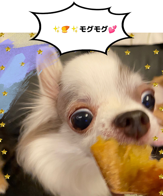 焼芋🍠が美味しい季節🍂
焼き芋さんを見つけてお土産に🤣
大喜びだったよ〜🐶💕