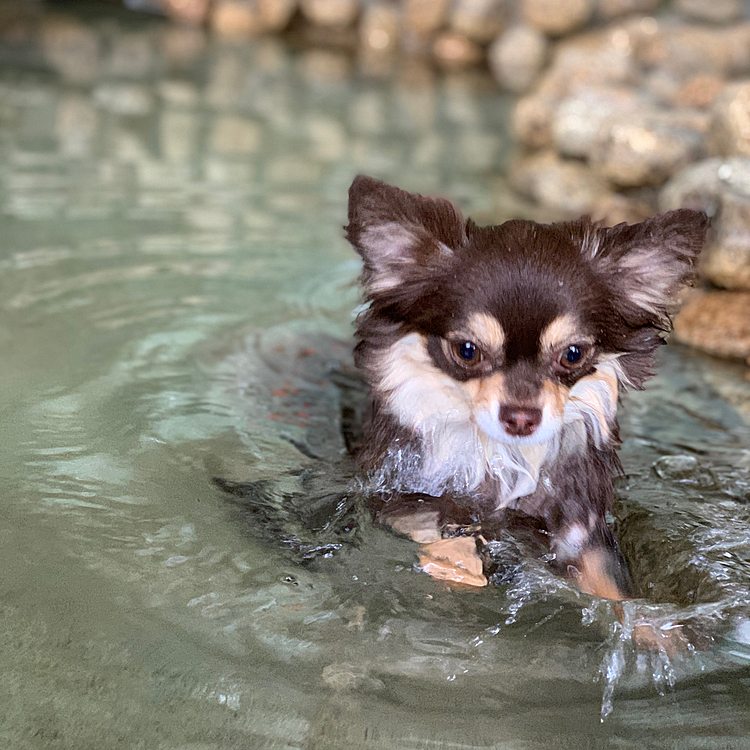 そして　わんちゃん専用の露天風呂を初体験♨️　ドキドキ💓気持ちいい😃　ちょっと深い💦　色んな気持ちを味わったようです🌟