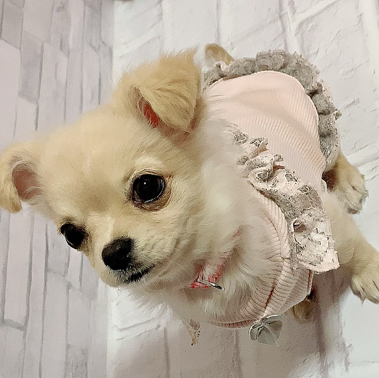 フリフリお洋服 👗💞