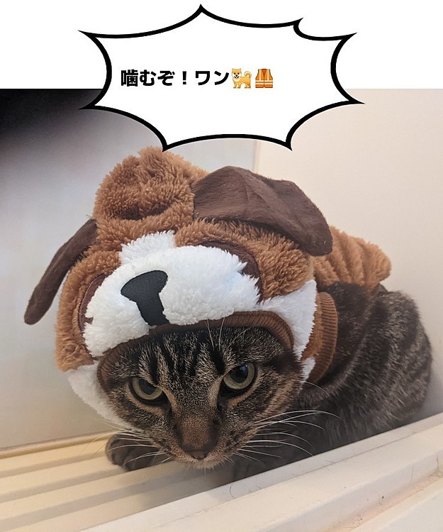 セントバーナードじゃねーし😕