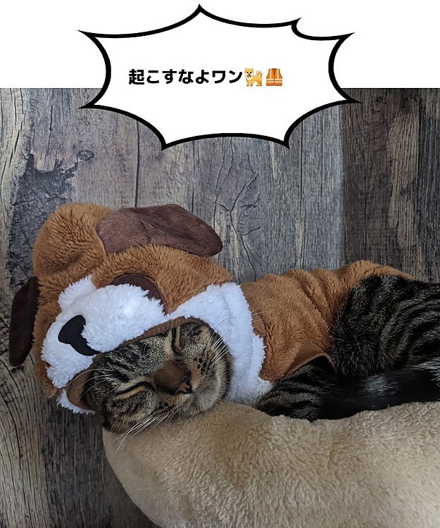 俺ネコだから🙀