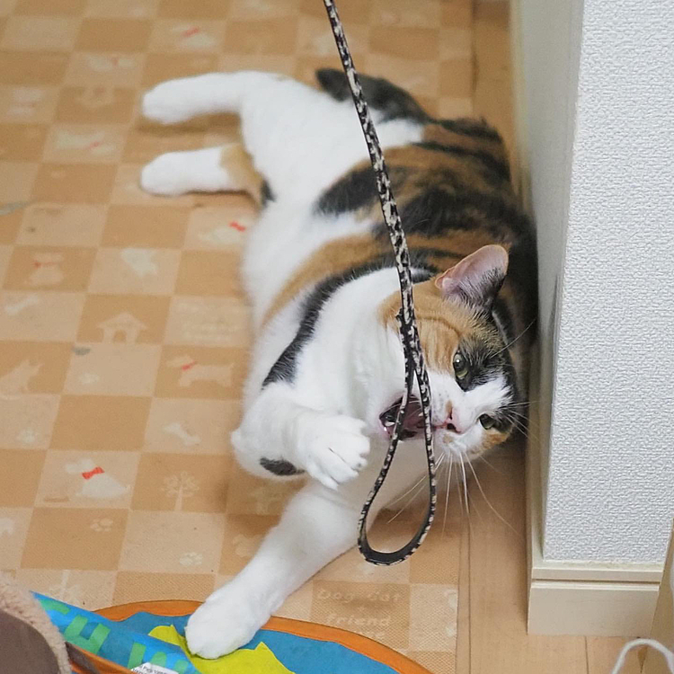 カミカミ