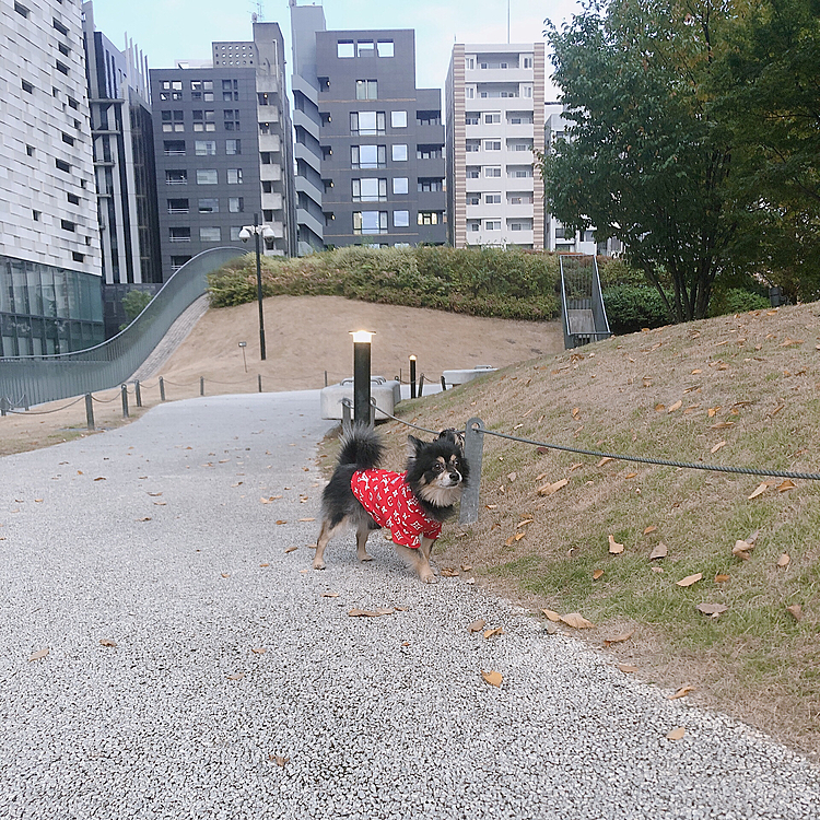 朝とら🐯🌟

休日なので朝から長距離行ってきました🐶🐾
お友達も会いましたよ〜😊

朝からわんこたちは元気でいいですね🐾笑


とらくんの写真でも撮ろうかと
何枚か撮ったんですが
iPhoneの電池がなくて途中断念💦

残念です😵

充電のし忘れ💦
大人あるある、、、笑

