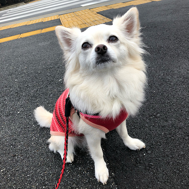 おはようございます🌥
今朝は地面が濡れてます💦
でも、小雪は朝ん歩へ行ってきました🎵🐶