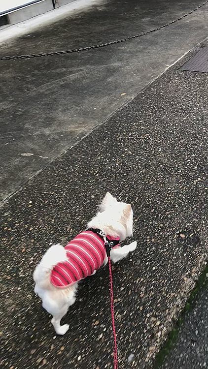 地面が濡れてるので速度は遅いです🤣
お散歩から帰ってきたら、我が家の横(道路)で何やら物体が落ちてました💦
少し近づいてみると…
うぉ〜⁉️
アライグマ🦝や〜ん😱
お亡くなりになってたけど、ジィジに電話して出てきてもらいました😅
野生動物やから勝手に触るわけにはいかないので保健所へ電話してもらいました💦
朝からびっくりしたなぁ😅