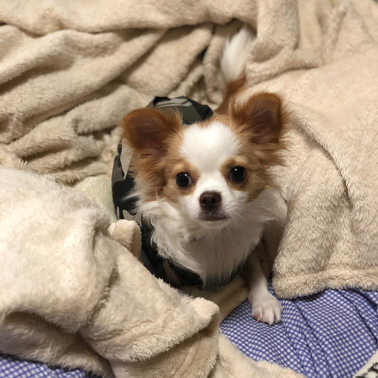 小春は痛み止めが効いてるようで、思ったより元気です🎵🐶
エリカラはやっぱりストレスになると思い、術後服を着せて、エリカラは外しました👍