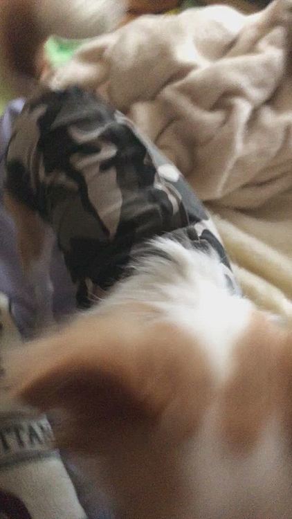 もちろん今までのキレキレな動きはまだ無理やけど、わりとウロチョロ歩いてます🐶
チッチと💩は力むと痛いようで、かがみ方が浅いですけど😂
でも、しっかり出てるので大丈夫👍
小さいながらも生命力ってスゴいなぁって感じる今日このごろ😊