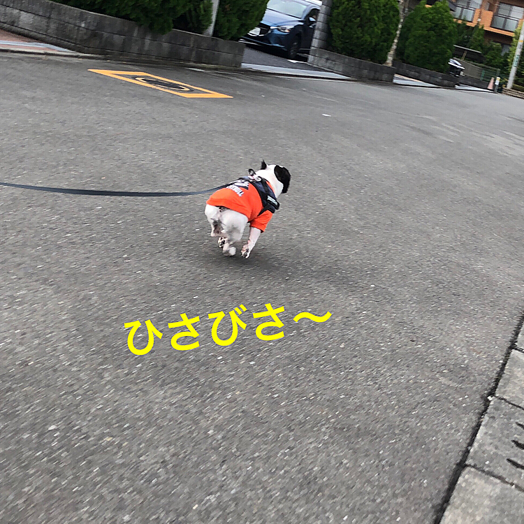 朝のお散歩の帰り、久しぶりにダッシュ💨が出ました❣️😁
