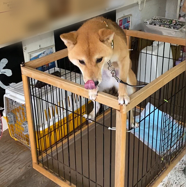 迎えに行ったらドアに鍵がかかっていて。。
もしや、と思って聞いたら櫂が脱走したので急いで鍵を閉めた、との事でした💦
またやっちゃいました😩
