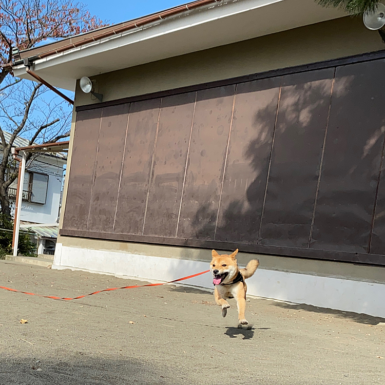 今日のお散歩は元気にいつもの近所コースでした🐾
