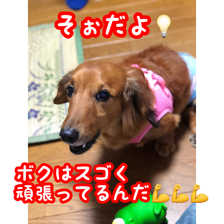 今日は先週の検査の結果を聞きに病院に行ってきました💡
結果を言うと…手術後の患部は『脊髄軟化症』という症状で､今以上の回復は見込めないとの事😱1週間空けてしまったのが今更ながら後悔な点ですが…🥺
あと腰椎にも新たなヘルニアがある様で😨…そこは薬で抑えられる様ですが…💦
しかし『脊髄歩行』という状態で今のココは歩く寸前まで行ってるらしく💦コレは医者の間でも何故足が動くのか⁉️が謎なんだそうです😳
つまりココは自力で奇跡を起こしてるのです✨✨✨
こんな事を聞かされたら御主人ももっと頑張らねば😭💪