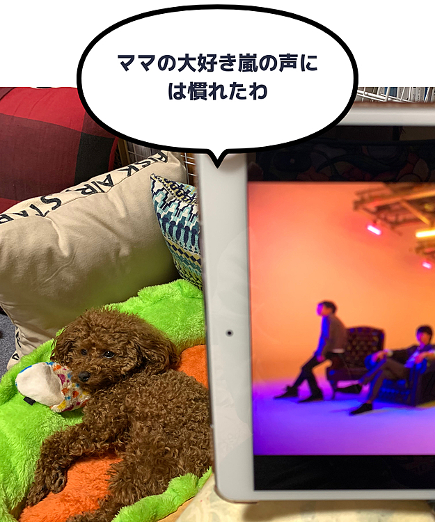 寝る時ママの大好き嵐をipadでいつも聞いてるので桃ちゃんも慣れて落ち着いて寝ようとしています。
桃と嵐の空間癒されるわ。