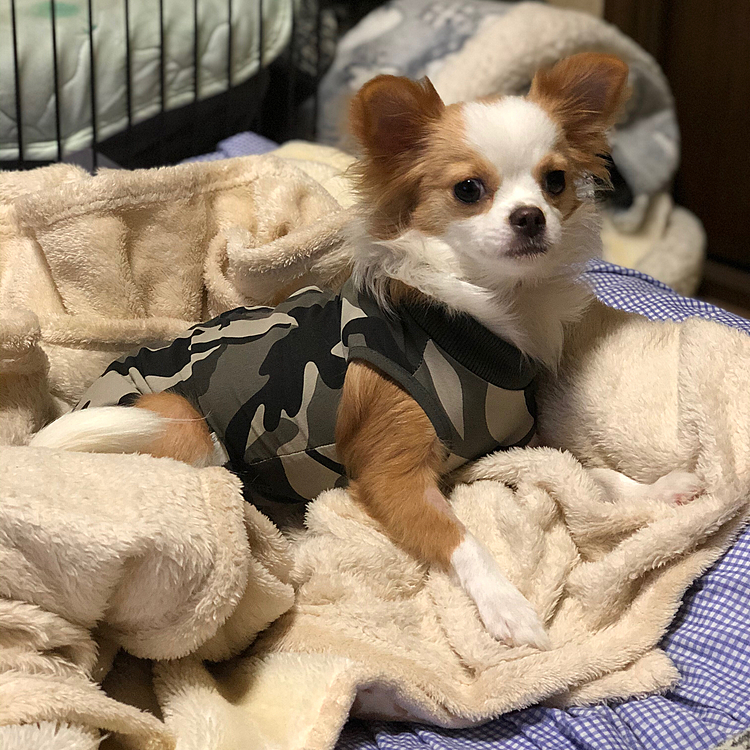小春は、小雪の大きなベッドがお気に入り🎵🐶
ケージから出るとまず、ベッド直行💨
なかなかハウスしてくれなくなりました😅