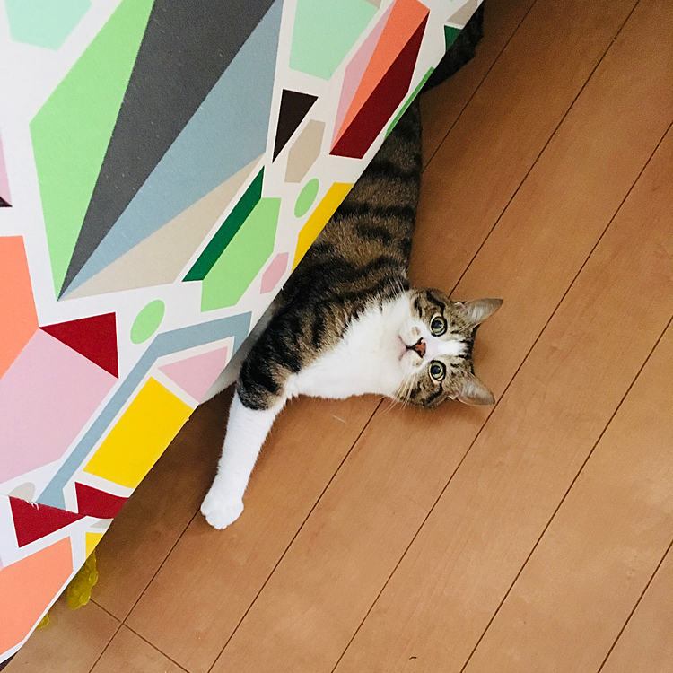 そこに居たの〜(=^ェ^=)