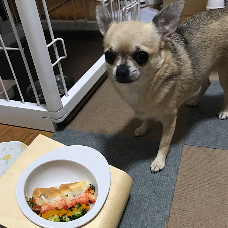 よく吠えて、ご飯もモリモリ食べて元気に育ってくれたね🐶これからも楽しい時間を過ごそうねー😊👍