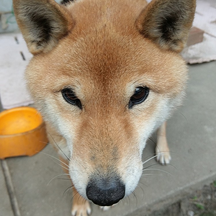 ツンデレの代表格の愛犬サンちゃんです★
