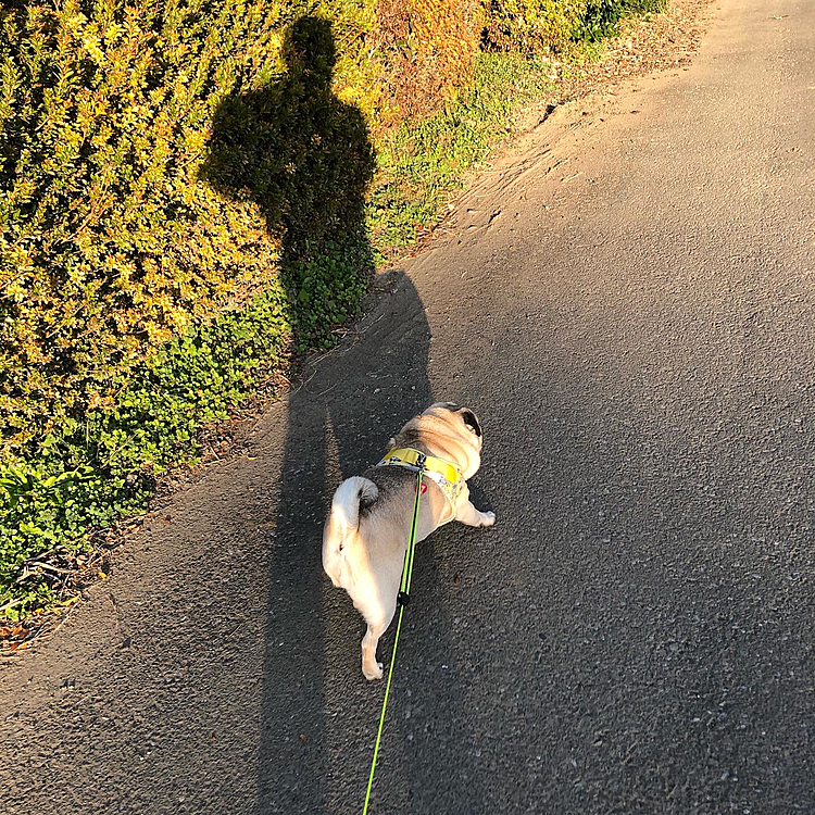 とうちゃんとお散歩行って来ました🐶
神社⛩の裏には、ウマウマどんぐりたくさんありました🐶