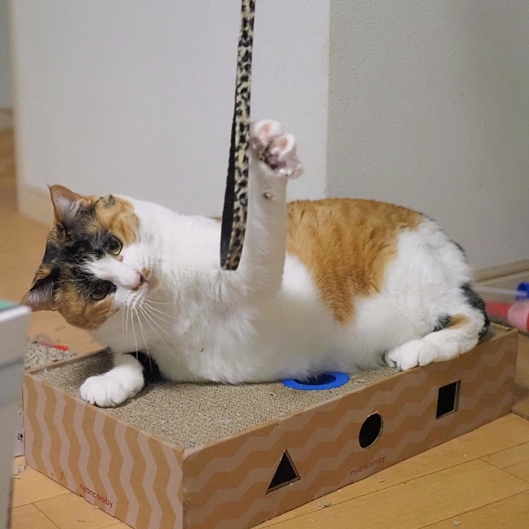 アタックにゃ