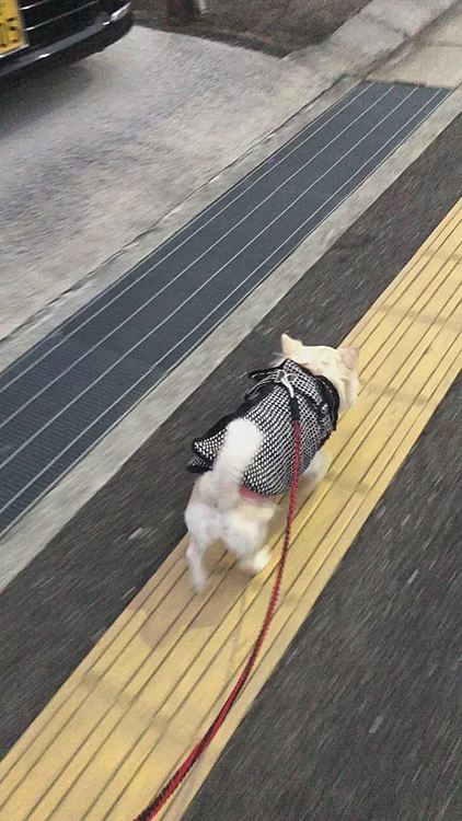 小雪は今朝も元気いっぱいお散歩してきました🎵🐶
朝の点字ブロックは楽しいようです🤣