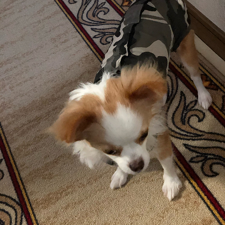 小春はだんだん調子が戻りつつあります🎵🐶