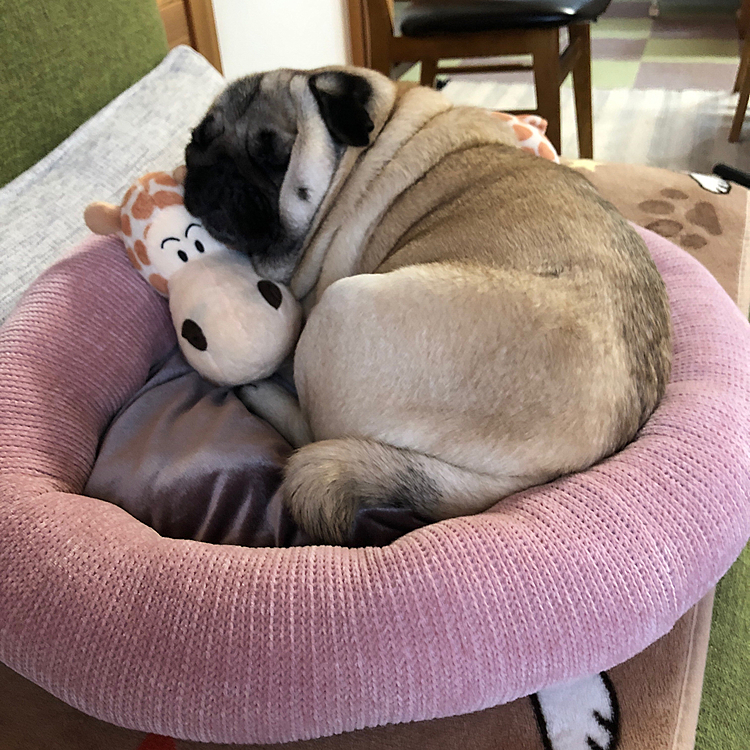 ベッド新調しましたよ😊
お気に入りのキリンさん🦒をマクラに爆睡しています💤