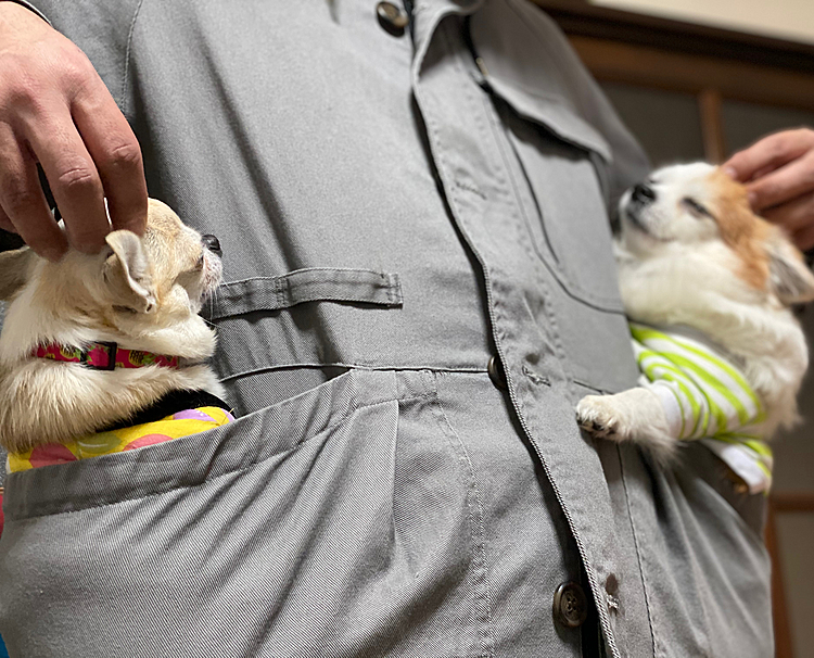ワークマン
コットン
キャンピングパーカーに

2人をいれてみた🐕‍🦺🎀💕
