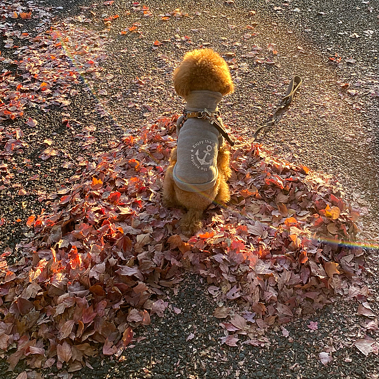 穏やかなお散歩日和の日が続いています🐾

相変わらず街路樹が鮮やかです🍁
昨日も懲りずに枯葉でのショット❤️
行きの黄昏れた背中ショット😍