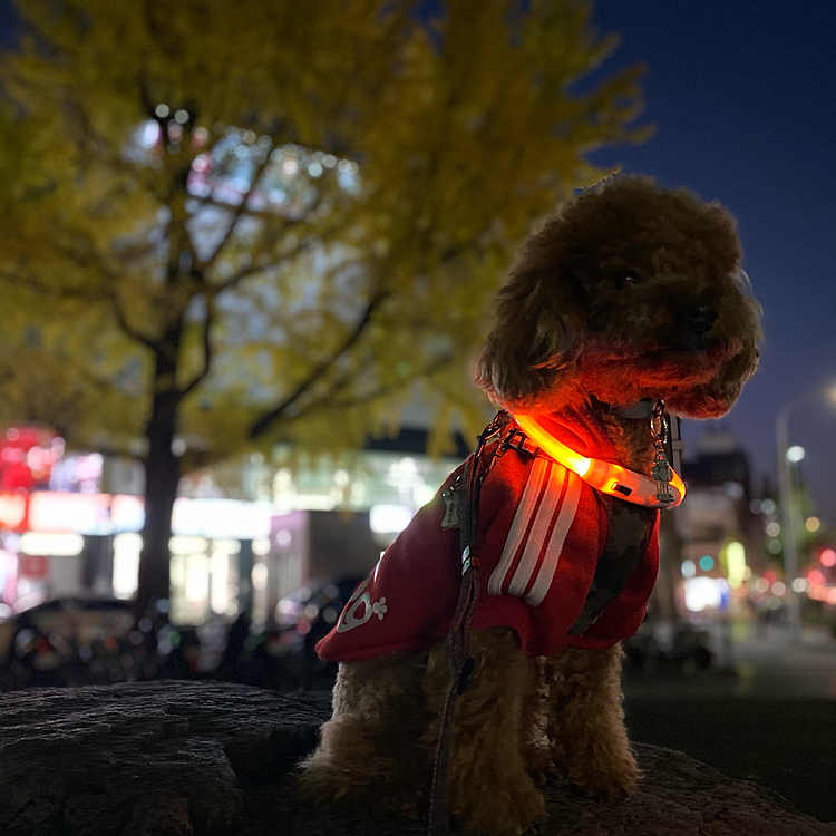 今日は夜散歩になってしまったので今年初のadidog着ました🐾