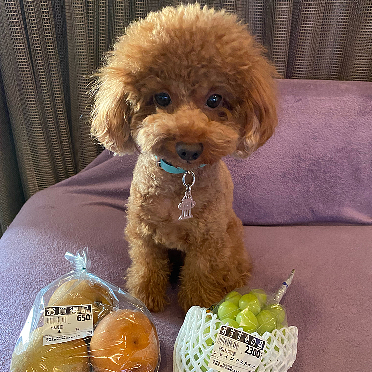 先週出掛けた主人から珍しくお土産🍇
しかもかなり高級品✨✨
なので記念にパシャリ😆
ハッピーは梨を毎日美味しく頂きました😋
