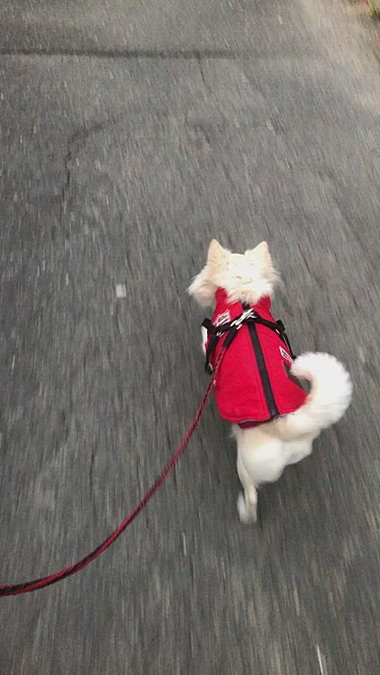小雪は、寒い日の方が早足よね❓🤣
寒くないからゆっくり歩くのかな❓🤔