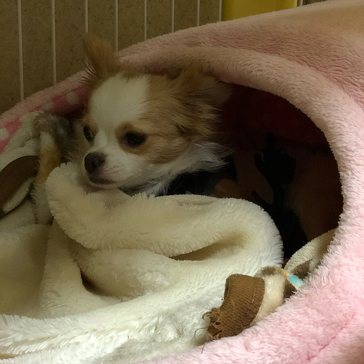 小春はまだまだボケボケ🎵🐶
夜中(3:10)に起きて💩したから❓🤣