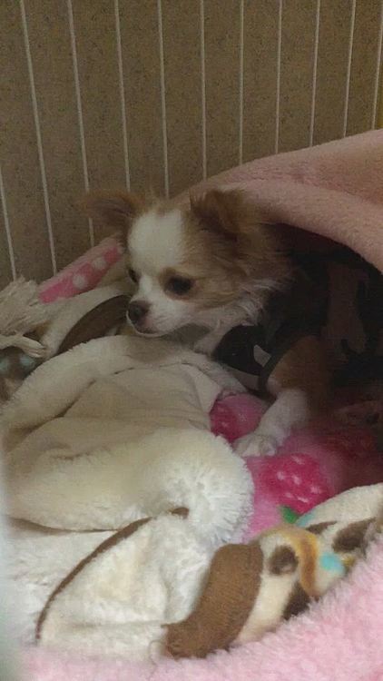 小春、ホンマに朝弱いなぁ😂