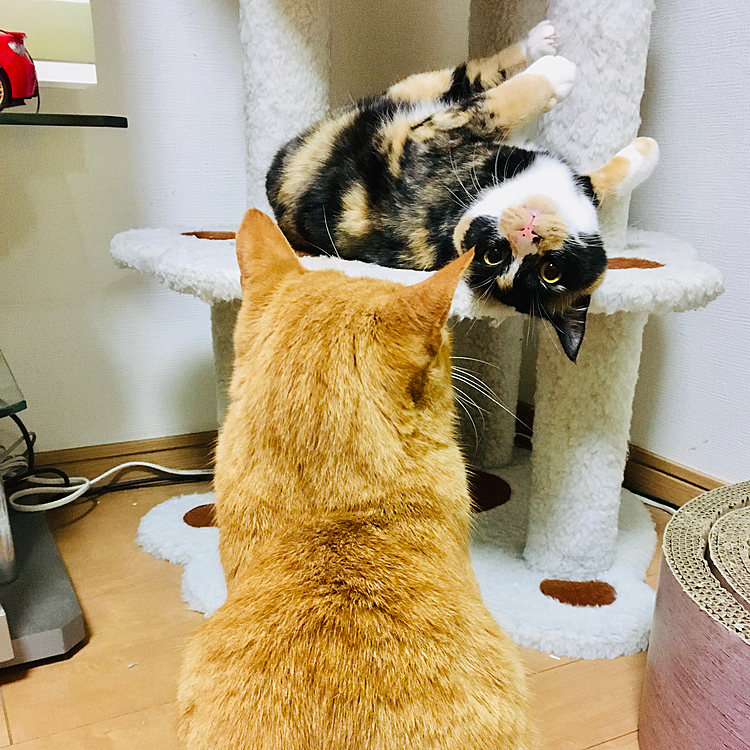 遊ぶ？遊ばない⁇(=^x^=)